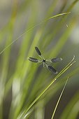 Banded demoiselle flying in grass France