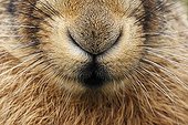 Close-up of the nose of a Brown hare GB