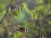 Red Admiral in flight between the branches France