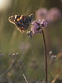 Painted Lady butterfly on a flower at dusk France