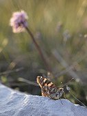 Painted Lady butterfly on a rock at dusk France