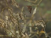 Comma in flight between the branches of an oak France
