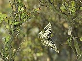 Swallowtail in flight between the branches of a Box tree