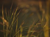 Blue-tailed Damselfly in flight over Grasses France