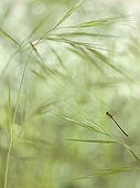 Scarce Blue-tailed Damselfly in flight over Grasses France