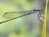 Scarce Blue-tailed Damselfly on leaf on pond bank France
