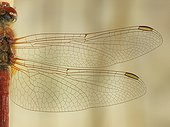 Wings of Vagrant Darter France 