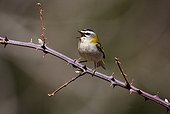 Firecrest singing on a branch Spain
