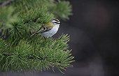 Firecrest on a conifer branch Spain