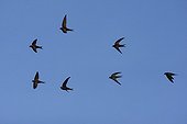 Swifts in flight Spain
