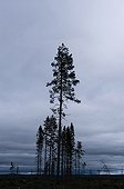 Silhouettes of Conifers in clearcutting Sweden 