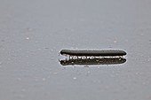 Iule géant africain sur une route par temps de pluie ; Cet mille-pattes sort en grand nombre après une pluie et secrète un liquide toxique lorsqu'il est dérangé.