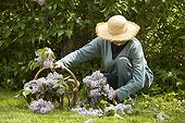 Harvest of lilac in a garden