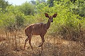 Nyala female moving in the Kruger NP RSA 