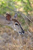 Portrait of a Nyala female in the Kruger NP RSA 