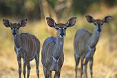 Three females from Nyala in the Kruger NP RSA