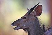 Portrait of a young male Nyala in Kruger NP RSA