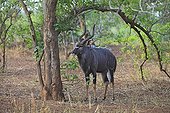 Male Nyala in Kruger NP in South africa