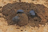 Flightless dung beetle preparing dung balls Addo Elephant NP ; Flightless dung beetle then lay their eggs in these balls. This species does not fly.