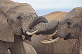 Friendly contacts between Elephants Addo Elephant NP RSA
