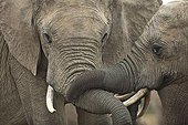 Friendly contacts between Elephants Addo Elephant NP RSA