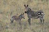 Mountain Zebra and its foal Mountain Zebra NP RSA