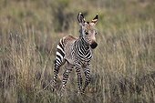 Mountain Zebra Foal in the Mountain Zebra NP RSA