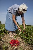 Senior woman picking strawberries near Bridlington UK