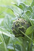 Artichoke in a vegetable garden of the Sarthe France