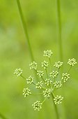 Parsley in a flower garden of the Sarthe France