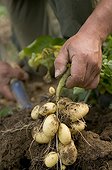 Harvesting Potatoes Belles de Fontenay France