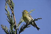Male Serin singing on a branch Spain