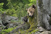 European brown bear sleeping on tree Bavarian Forest NP