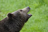 Portrait of an European brown bear in the Bavarian Forest NP