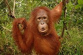 Southern Bornean Orangutan eating termites Borneo