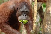 Orangutan with 3 manggos in mouth Kajang island Borneo