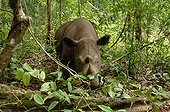 Sumatran Rhinoceros female in the forest Way Kambas NP
