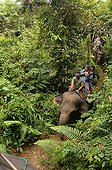 Ekotourism with Elephants in forest Gunung Leuser NP Sumatra