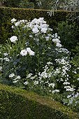 Rose-tree 'Maria Mathilda' in bloom in a garden ; Tanacetum 'Tetra White'