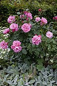 Rosier 'Play Rose' en fleur dans un jardin