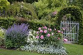 Rosier 'Play Rose' et vivaces en fleur dans un jardin ; Nepeta 'Six Hills Giant'