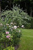 Rose-tree 'Bonica' and pear tree 'Pendula' in a garden