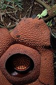 Phasme insecte grimpant sur une Rafflésia à Sumatra ; En décomposition après trois jours. C'est la plus grande fleur au monde