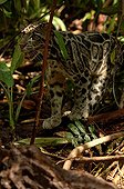 Sunda Clouded Leopard peat swamp forest Central Borneo