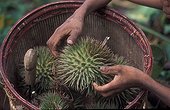 Boy holding wild durian from basket Sumatra ; Suku Anak Dalam tribe
