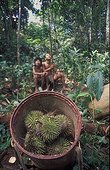 Tribesmen waiting for wild durians to fall Sumatra ; Suku Anak Dalam tribe
