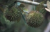 Wild durian fruits in the Bukit Duabelas NP Sumatra ; Suku Anak Dalam tribe