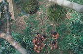 Tribesmen waiting for wild durians to fall Sumatra ; Suku Anak Dalam tribe