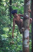 Young man going down tree with tayoy fruits Sumatra ; Suku Anak Dalam tribe<br>