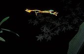 Reinwardt's Tree Frog gliding at night toward a banana leave